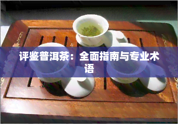 评鉴普洱茶：全面指南与专业术语