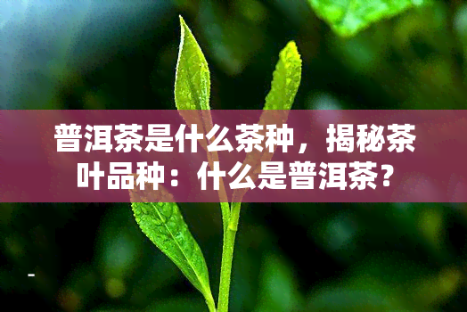 普洱茶是什么茶种，揭秘茶叶品种：什么是普洱茶？