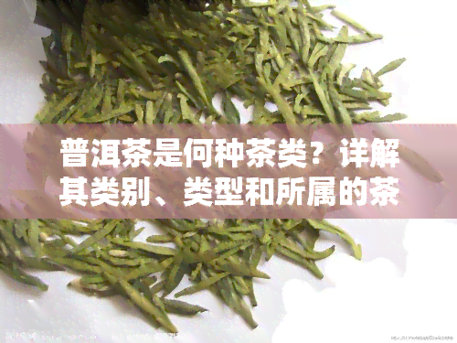 普洱茶是何种茶类？详解其类别、类型和所属的茶叶种类