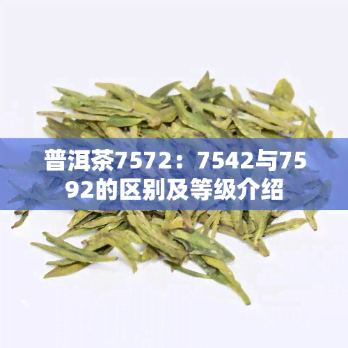 普洱茶7572：7542与7592的区别及等级介绍