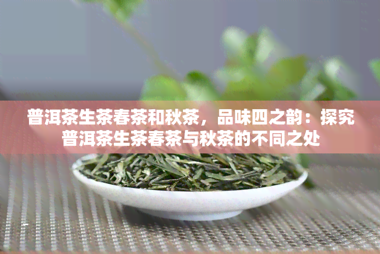 普洱茶生茶春茶和秋茶，品味四之韵：探究普洱茶生茶春茶与秋茶的不同之处