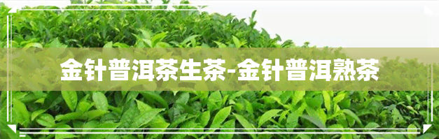 金针普洱茶生茶-金针普洱熟茶