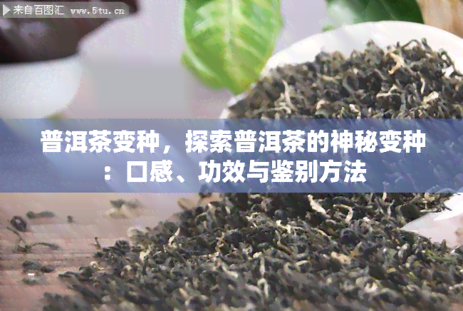 普洱茶变种，探索普洱茶的神秘变种：口感、功效与鉴别方法