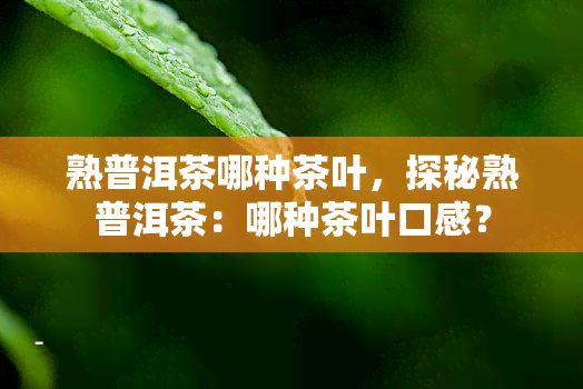 熟普洱茶哪种茶叶，探秘熟普洱茶：哪种茶叶口感？