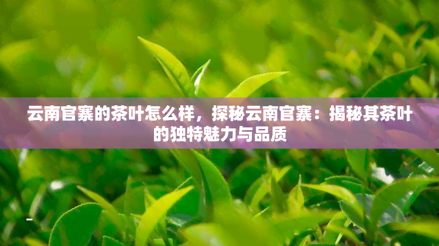 云南官寨的茶叶怎么样，探秘云南官寨：揭秘其茶叶的独特魅力与品质