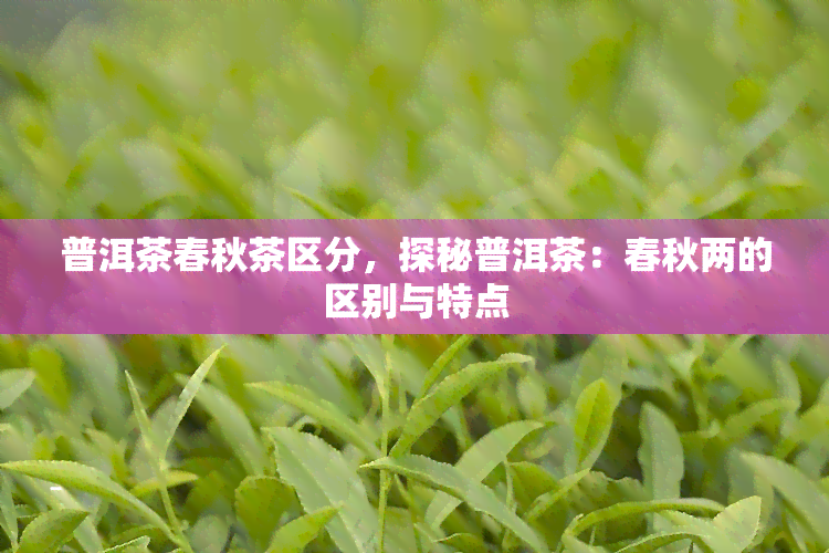 普洱茶春秋茶区分，探秘普洱茶：春秋两的区别与特点