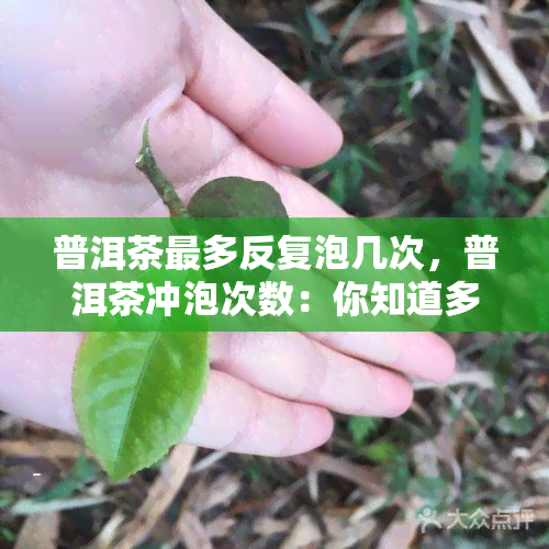 普洱茶最多反复泡几次，普洱茶冲泡次数：你知道多少次为宜吗？