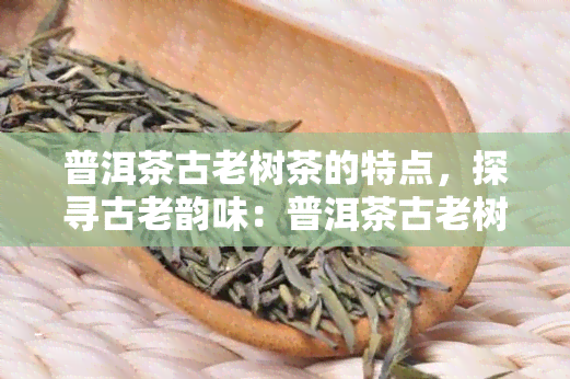 普洱茶古老树茶的特点，探寻古老韵味：普洱茶古老树茶的独特特点