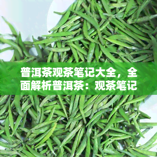 普洱茶观茶笔记大全，全面解析普洱茶：观茶笔记大全