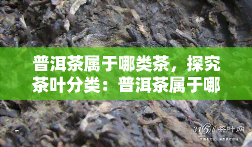 普洱茶属于哪类茶，探究茶叶分类：普洱茶属于哪一类别？