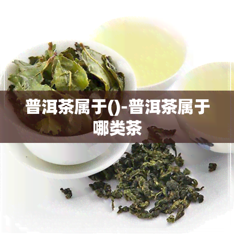 普洱茶属于()-普洱茶属于哪类茶