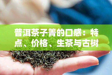 普洱茶子箐的口感：特点、价格、生茶与古树茶介绍及推荐