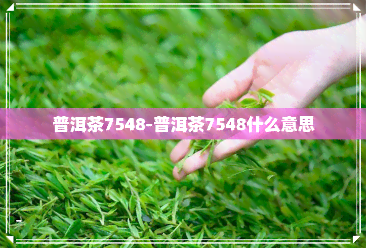 普洱茶7548-普洱茶7548什么意思