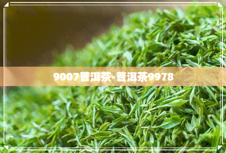 9007普洱茶-普洱茶9978