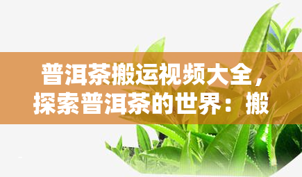 普洱茶搬运视频大全，探索普洱茶的世界：搬运视频大全