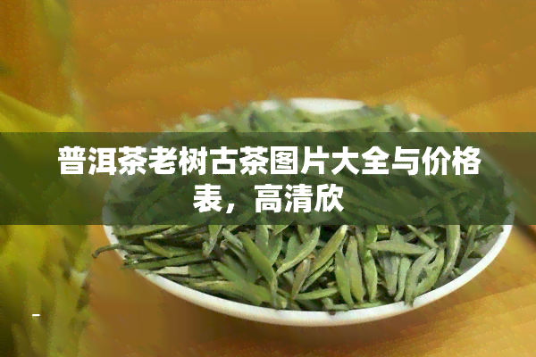 普洱茶老树古茶图片大全与价格表，高清欣