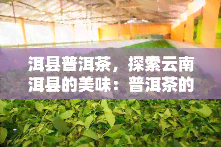 洱县普洱茶，探索云南洱县的美味：普洱茶的魅力与文化