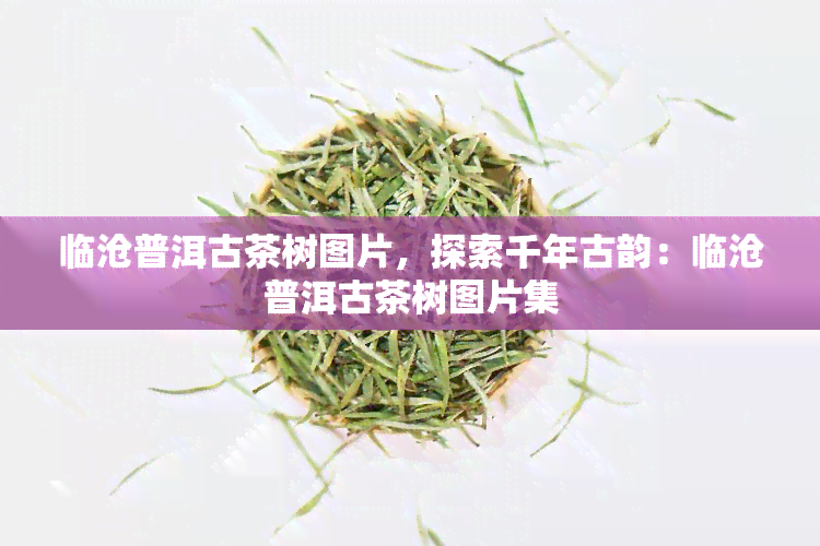 临沧普洱古茶树图片，探索千年古韵：临沧普洱古茶树图片集