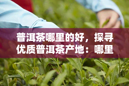 普洱茶哪里的好，探寻优质普洱茶产地：哪里的普洱茶？