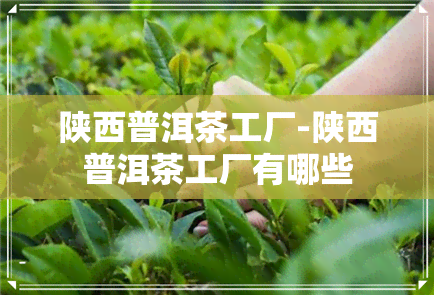 陕西普洱茶工厂-陕西普洱茶工厂有哪些