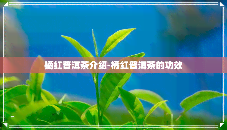 橘红普洱茶介绍-橘红普洱茶的功效