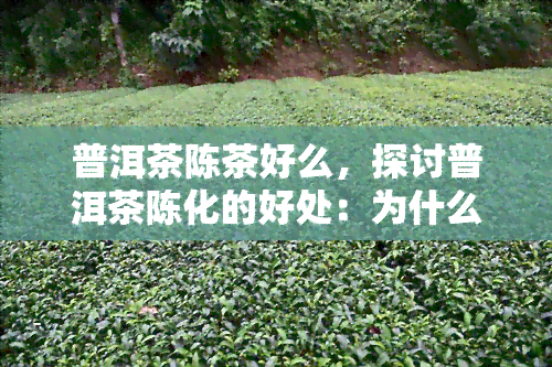 普洱茶陈茶好么，探讨普洱茶陈化的好处：为什么陈年普洱茶备受推崇？