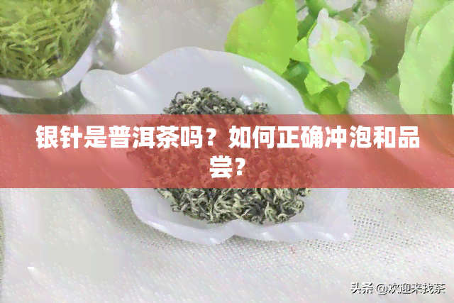 银针是普洱茶吗？如何正确冲泡和品尝？