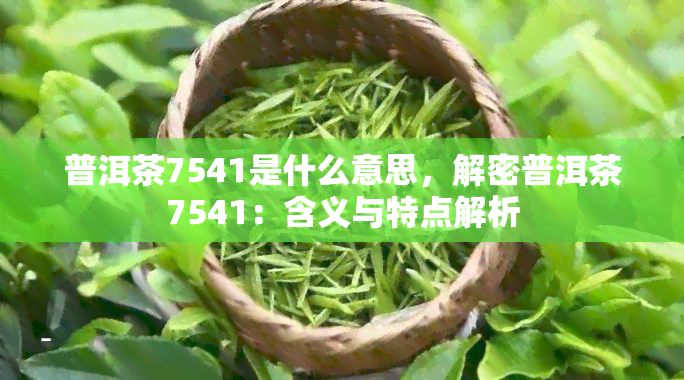 普洱茶7541是什么意思，解密普洱茶7541：含义与特点解析