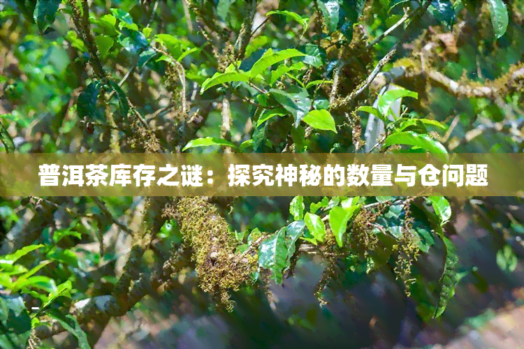 普洱茶库存之谜：探究神秘的数量与仓问题