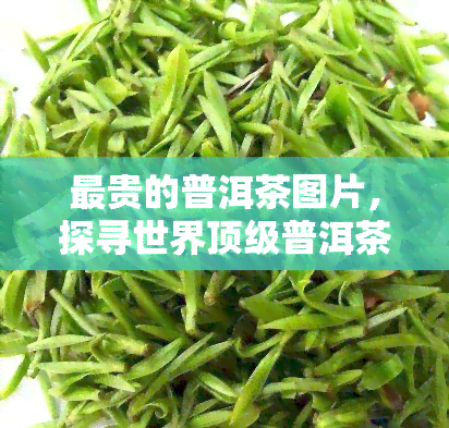 最贵的普洱茶图片，探寻世界顶级普洱茶：价格更高的普洱茶图片一览