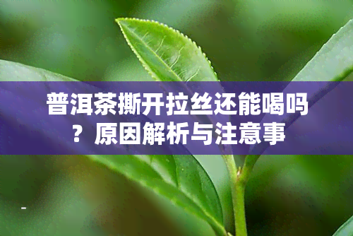 普洱茶撕开拉丝还能喝吗？原因解析与注意事