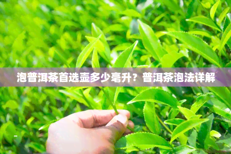 泡普洱茶首选壶多少毫升？普洱茶泡法详解