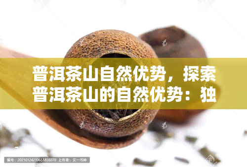 普洱茶山自然优势，探索普洱茶山的自然优势：独一无二的生态环境与优质茶叶的秘密