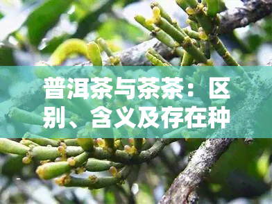 普洱茶与茶茶：区别、含义及存在种类全解析