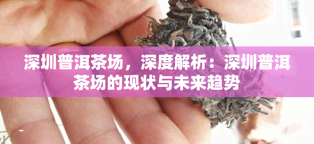 深圳普洱茶场，深度解析：深圳普洱茶场的现状与未来趋势