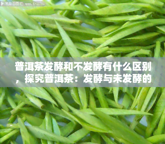 普洱茶发酵和不发酵有什么区别，探究普洱茶：发酵与未发酵的区别