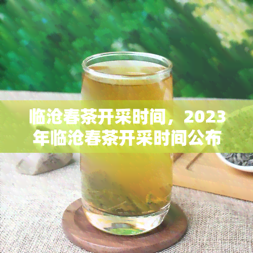 临沧春茶开采时间，2023年临沧春茶开采时间公布，茶农喜迎丰收！