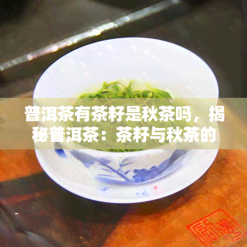 普洱茶有茶籽是秋茶吗，揭秘普洱茶：茶籽与秋茶的关系