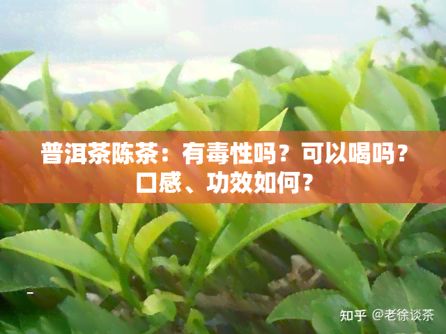 普洱茶陈茶：有性吗？可以喝吗？口感、功效如何？