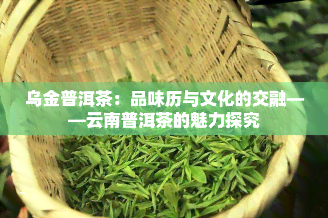 乌金普洱茶：品味历与文化的交融——云南普洱茶的魅力探究