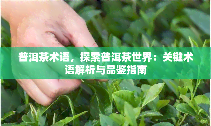 普洱茶术语，探索普洱茶世界：关键术语解析与品鉴指南