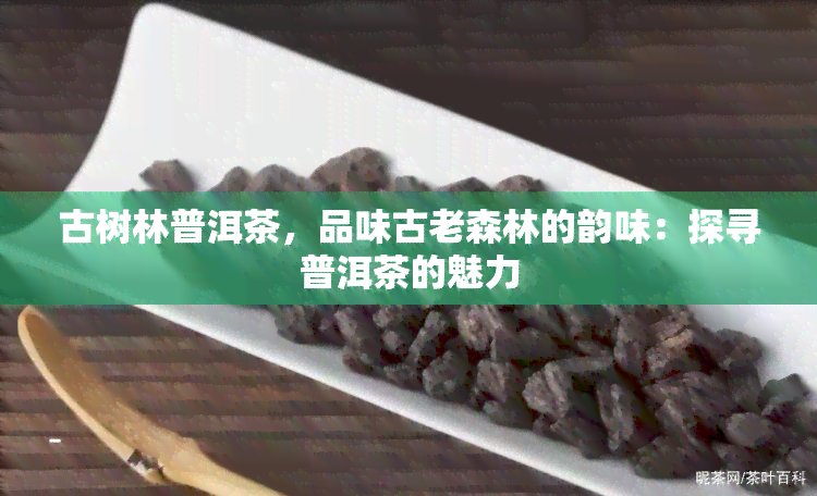 古树林普洱茶，品味古老森林的韵味：探寻普洱茶的魅力