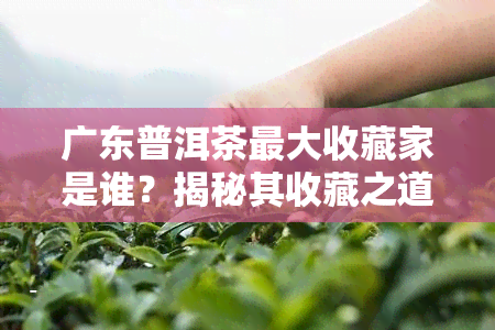 广东普洱茶更大收藏家是谁？揭秘其收藏之道与市场行情