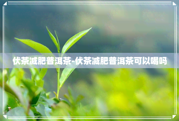 伏茶减肥普洱茶-伏茶减肥普洱茶可以喝吗