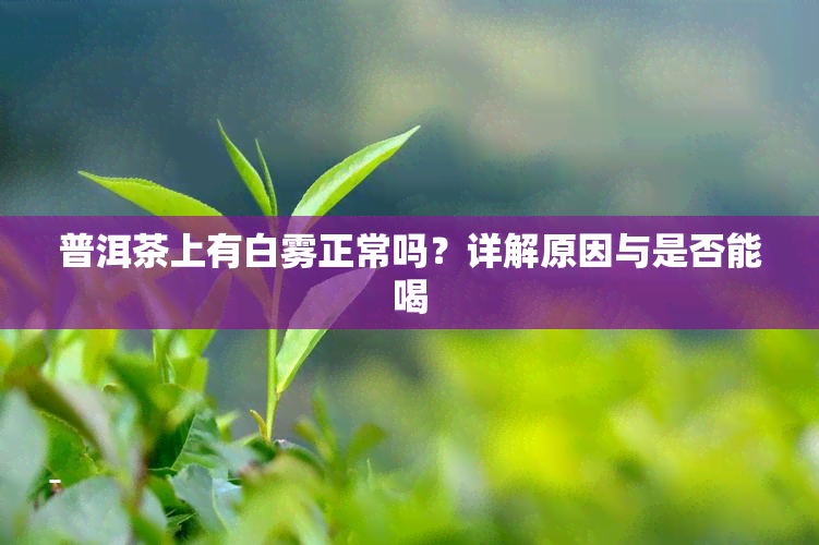 普洱茶上有白雾正常吗？详解原因与是否能喝