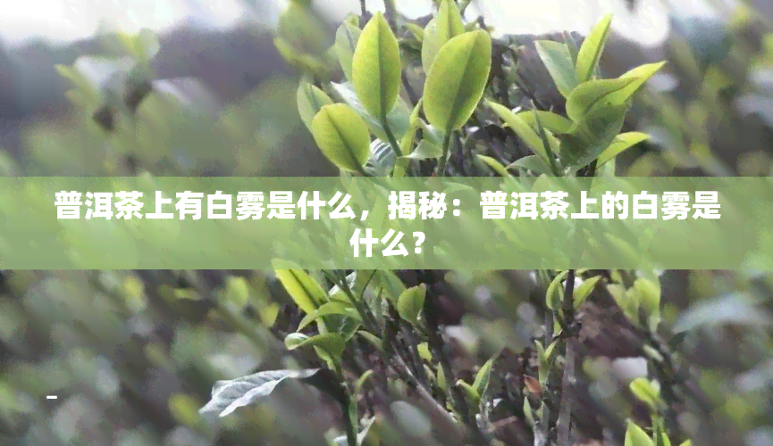 普洱茶上有白雾是什么，揭秘：普洱茶上的白雾是什么？