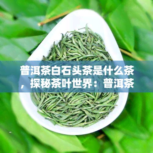 普洱茶白石头茶是什么茶，探秘茶叶世界：普洱茶和白石头茶的差异与特点