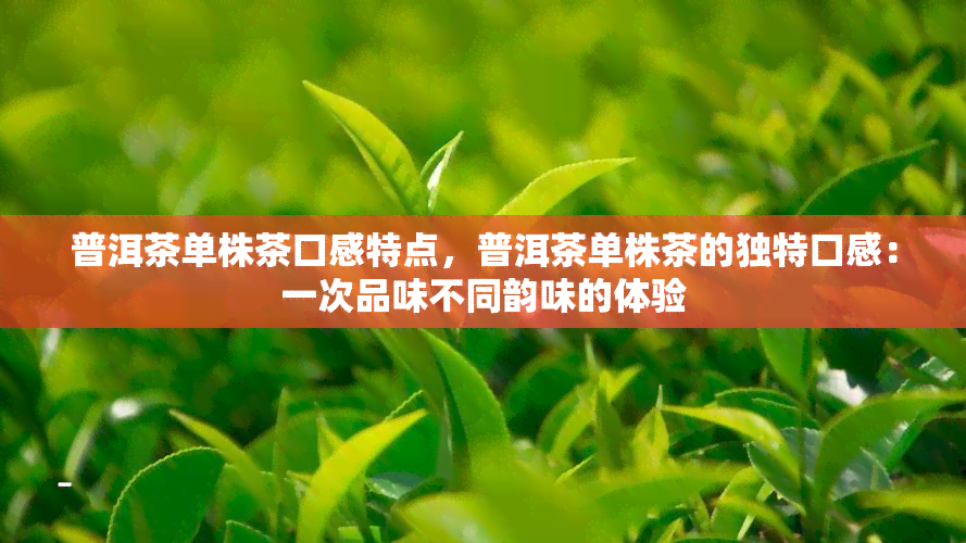 普洱茶单株茶口感特点，普洱茶单株茶的独特口感：一次品味不同韵味的体验