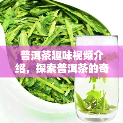 普洱茶趣味视频介绍，探索普洱茶的奇妙世界：趣味视频带你了解