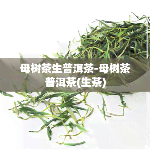 母树茶生普洱茶-母树茶普洱茶(生茶)